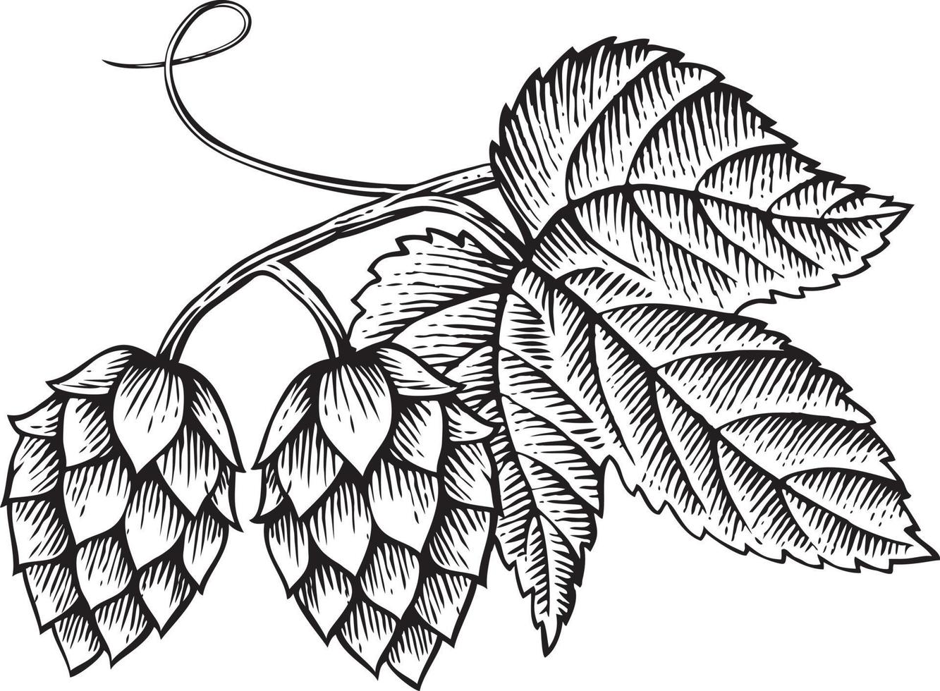 Hop Vintage Engraved vector