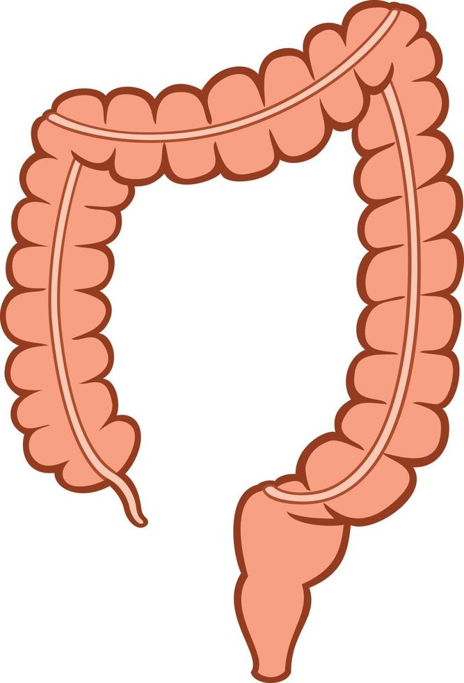 Human Large Intestine vector