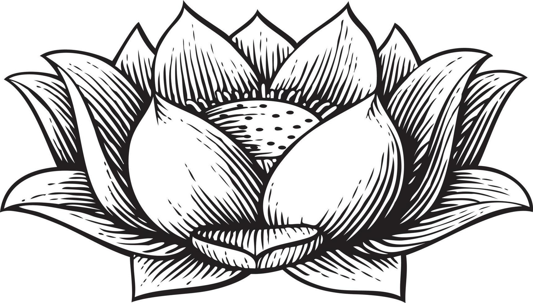flor de loto, vendimia, grabado, ilustración vector
