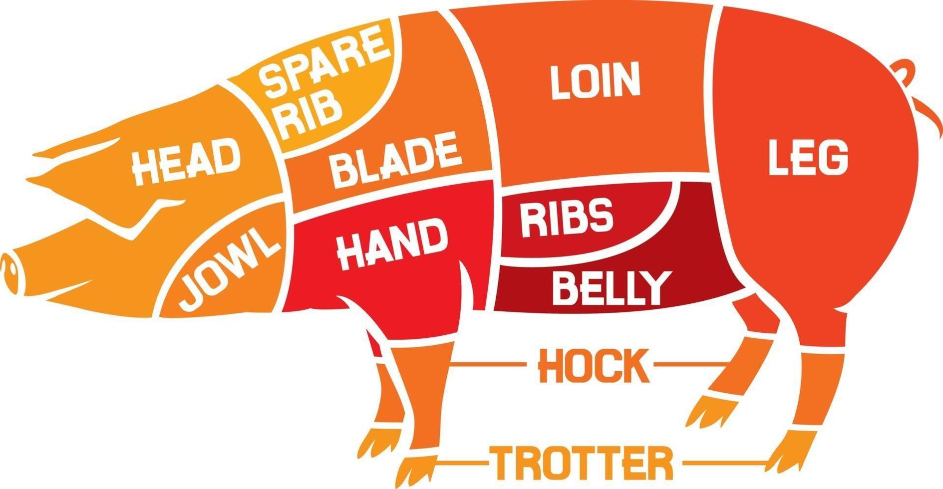 Cuts of Pork vector