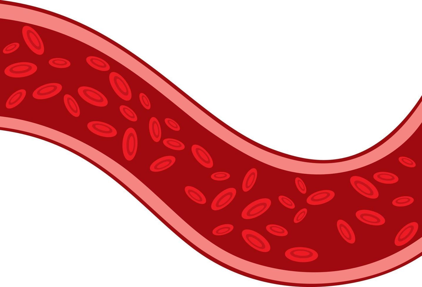 glóbulos rojos que fluyen a través de las venas vector