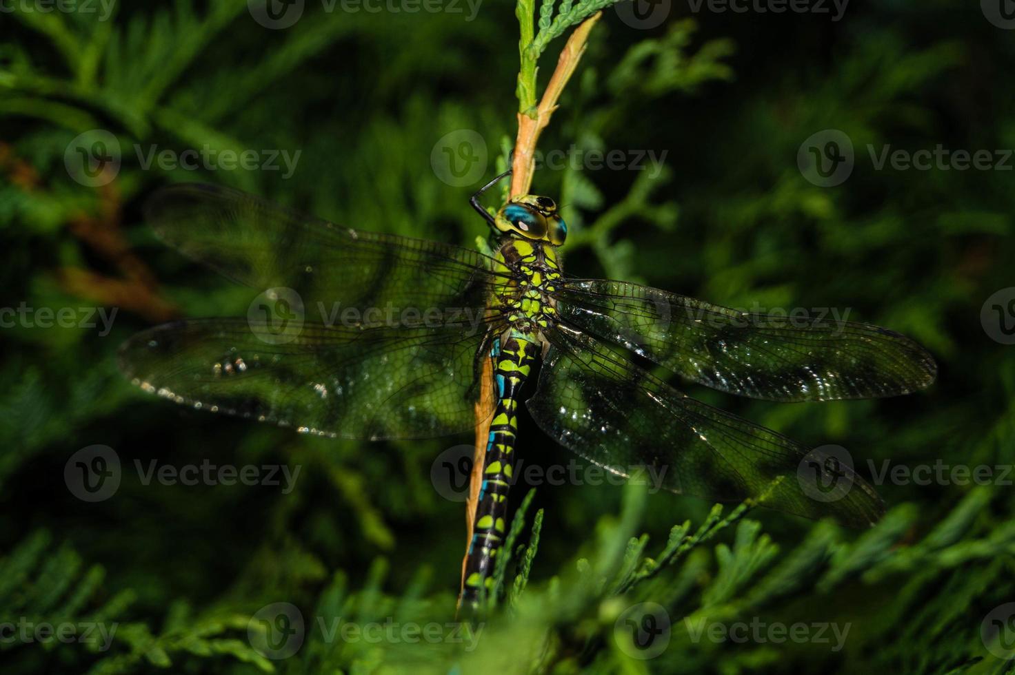 libélula aeshna cyanea foto