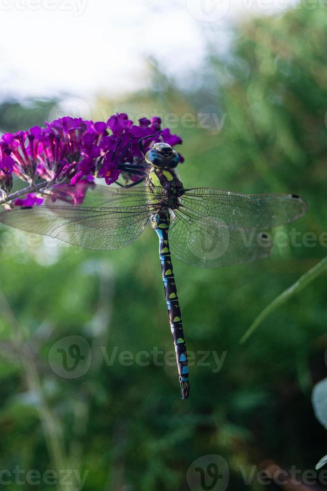 Dragonfly Aeshna Cyanea photo