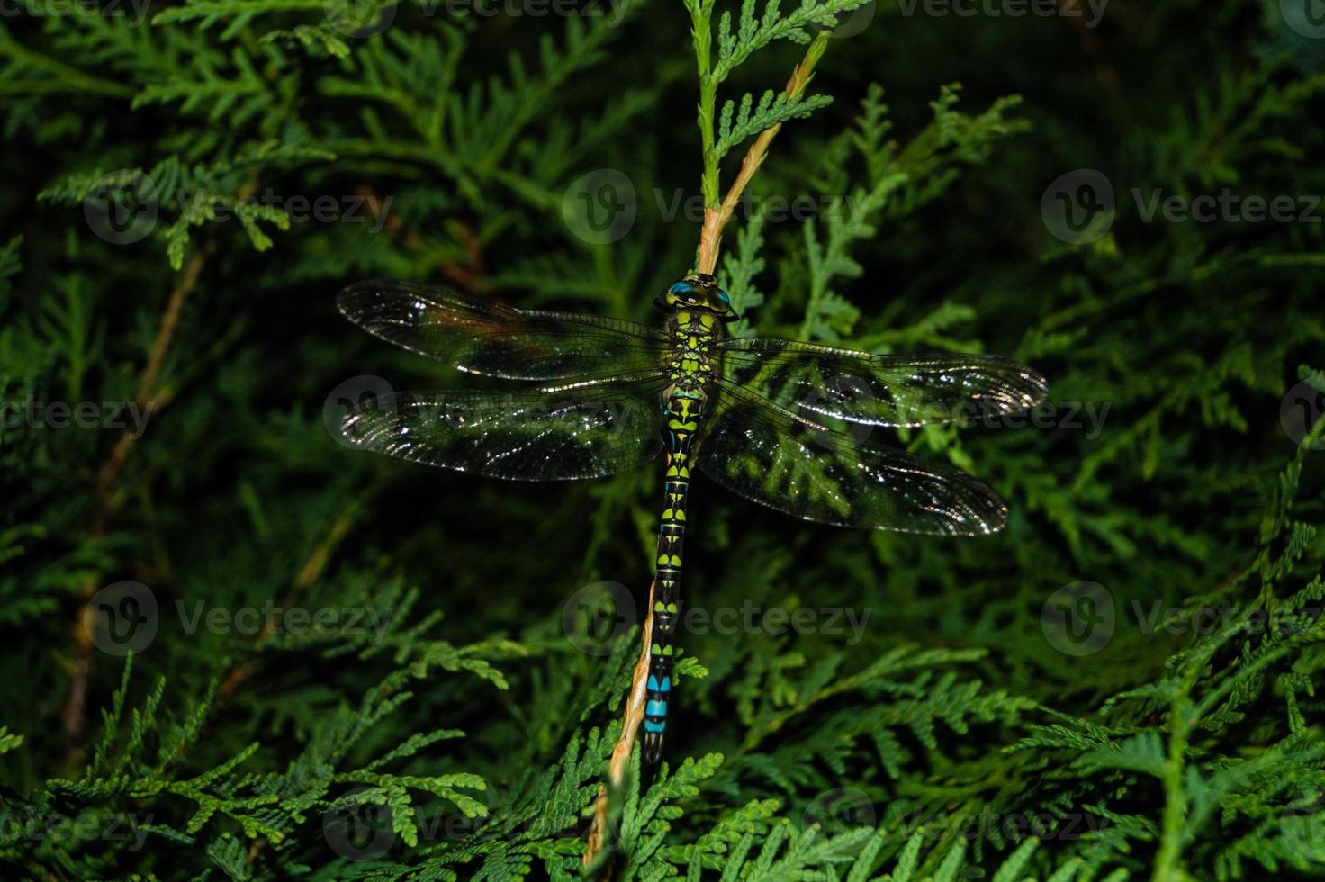 libélula aeshna cyanea foto