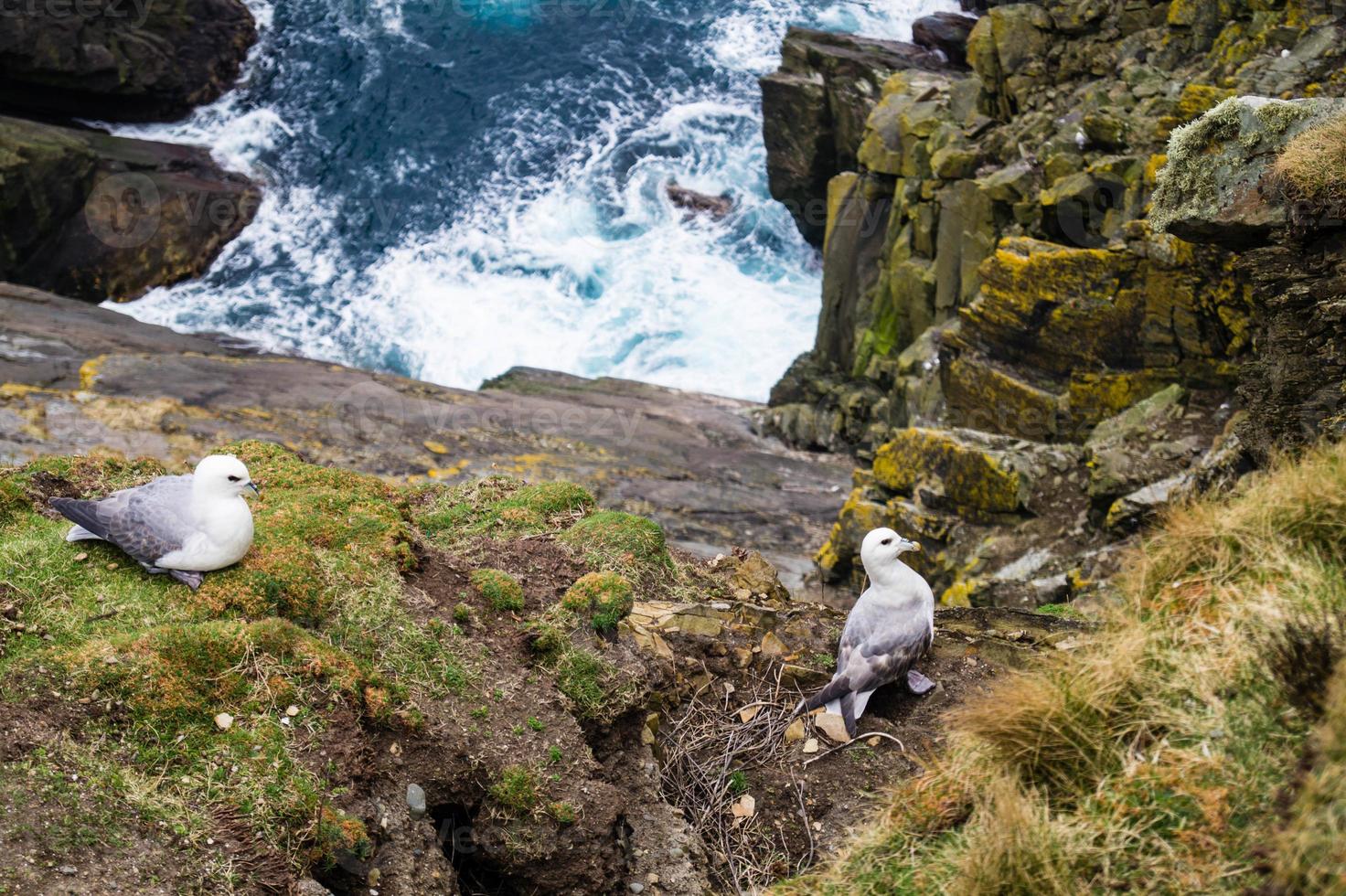 Sumburgh Head Scotland photo