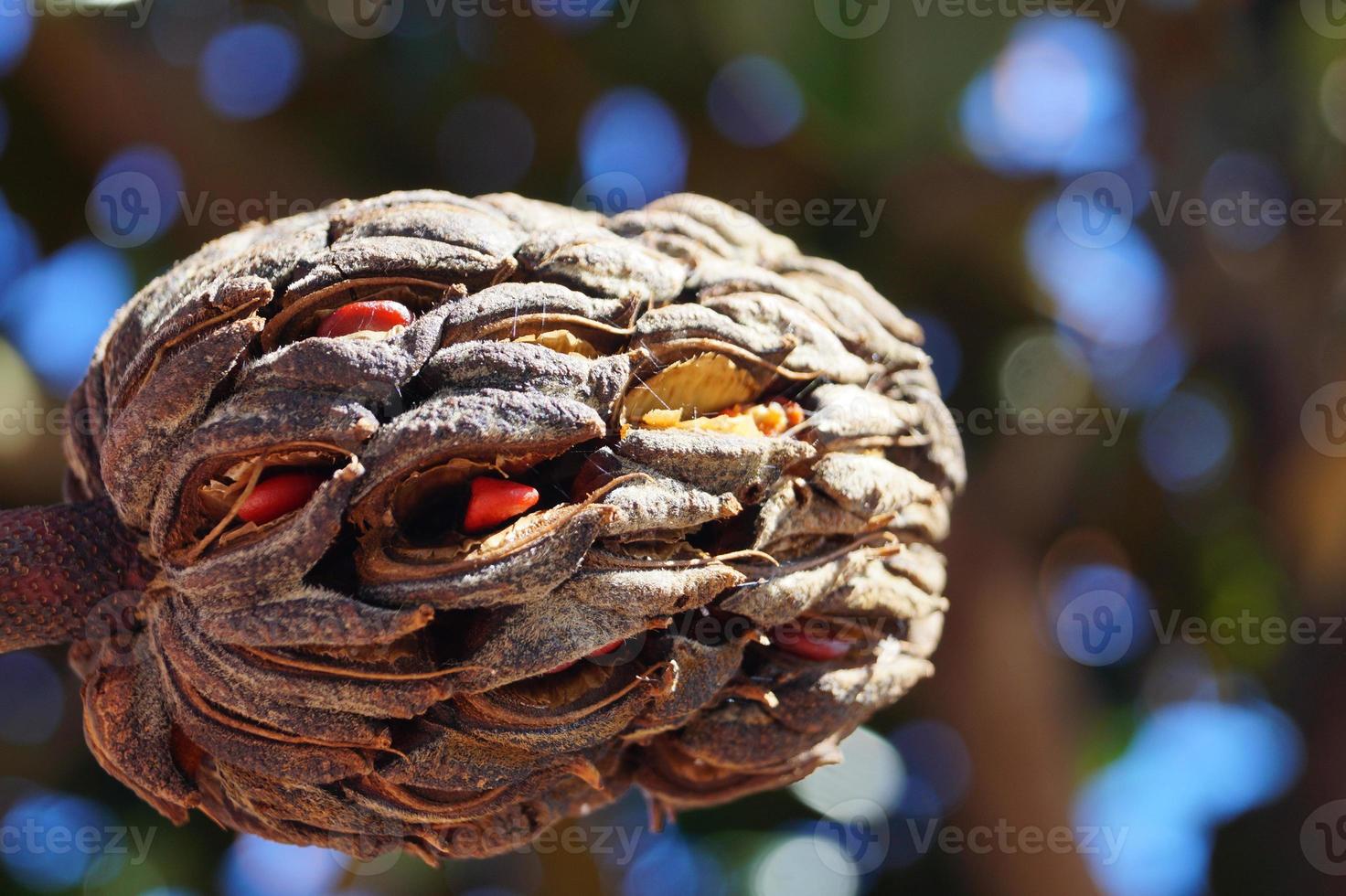 magnolia del sur - magnolia grandiflora foto