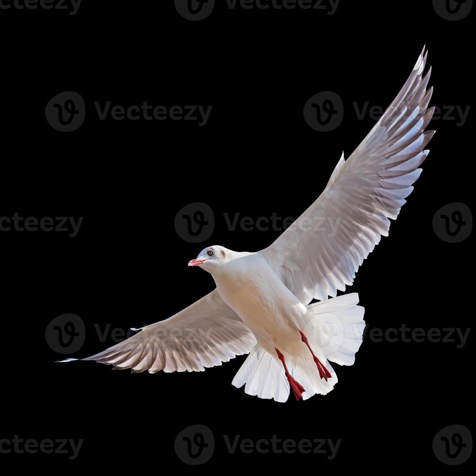 Seagull flying isolated on black background with clipping path photo