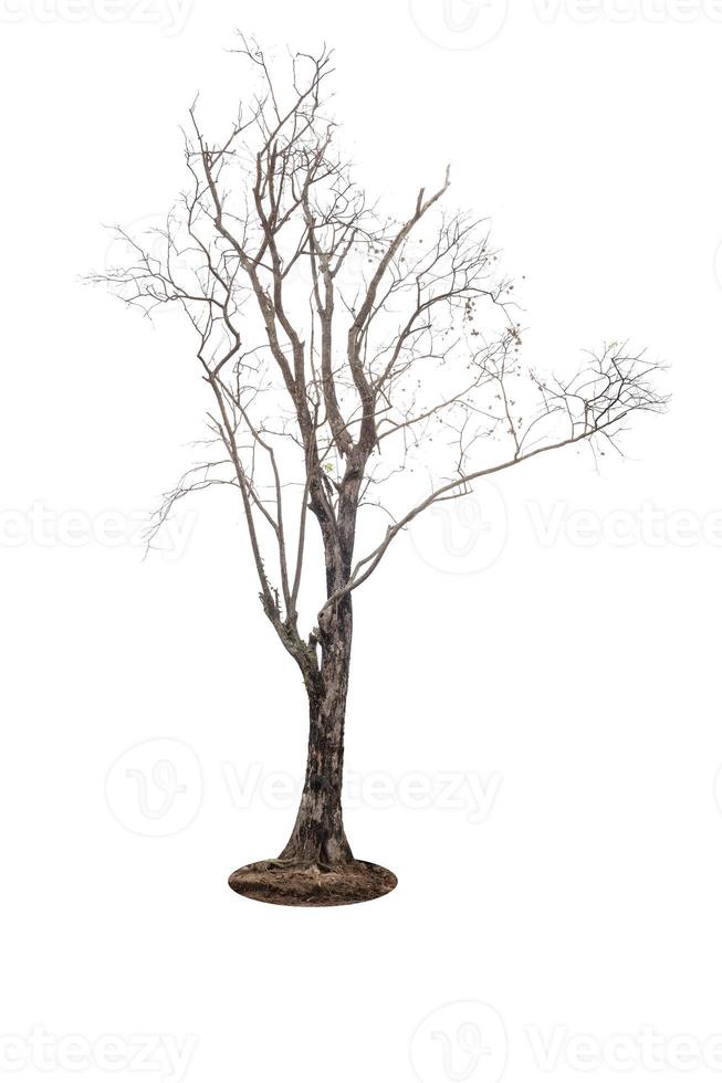 dead tree isolated on white background photo