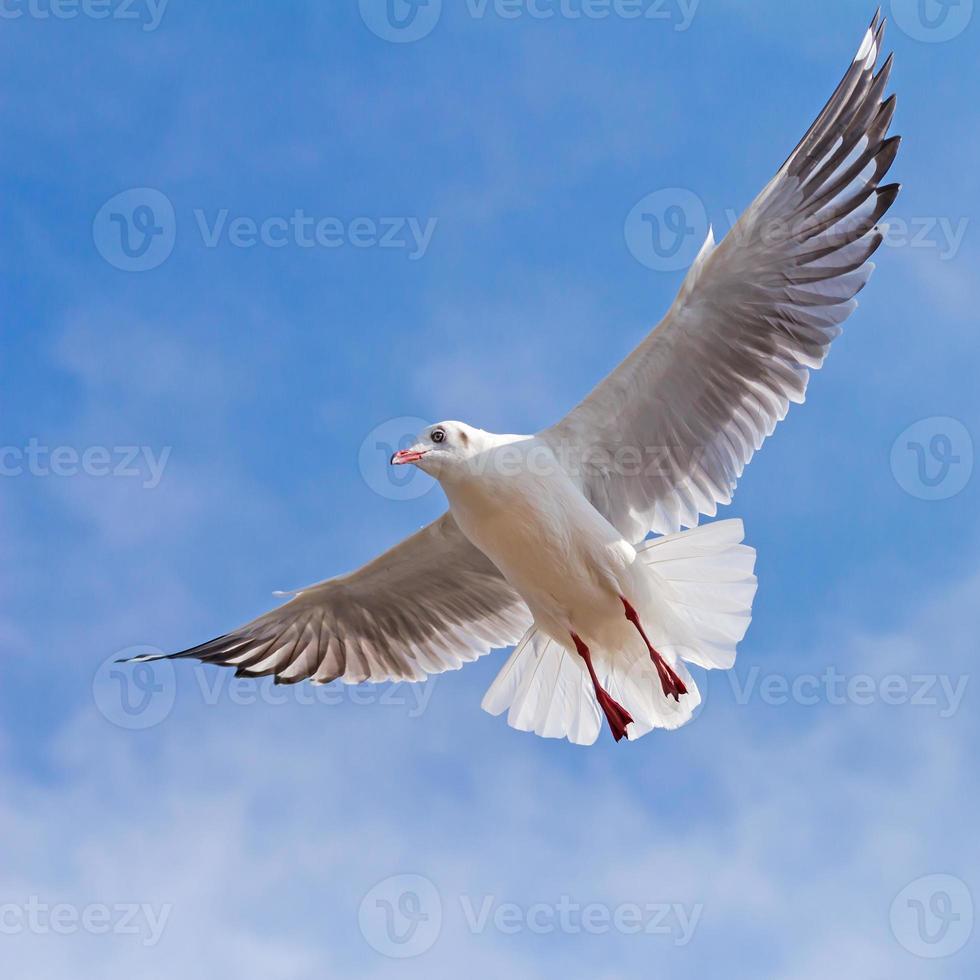 Seagull flying on blue sky background photo