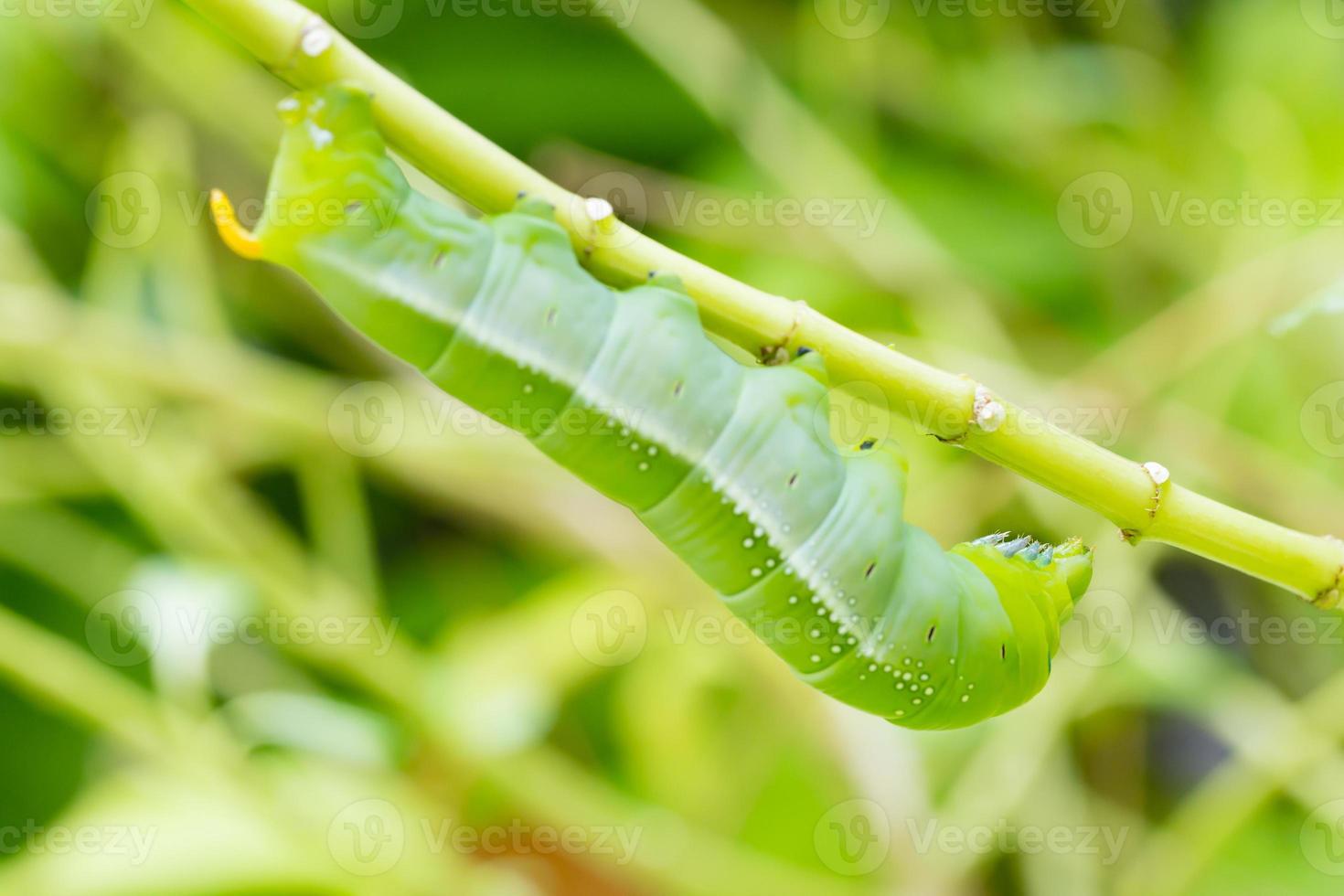 oruga verde en rama foto