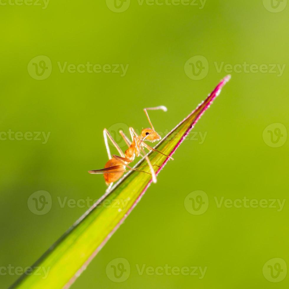 close up of red ant on green leave with green nature background photo