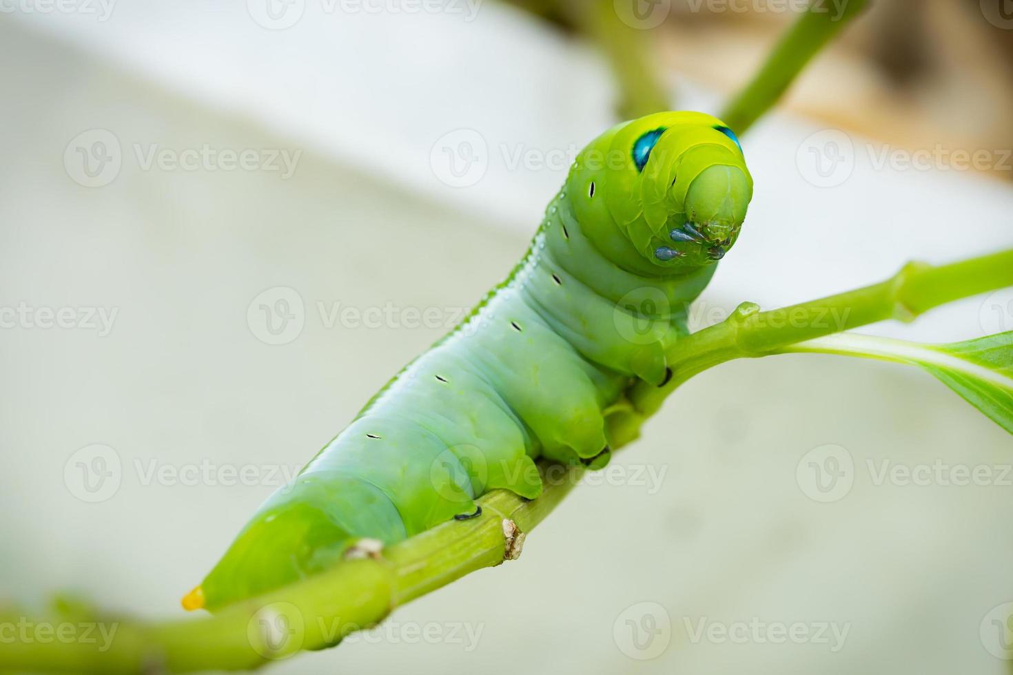 Green Caterpillar on branch photo