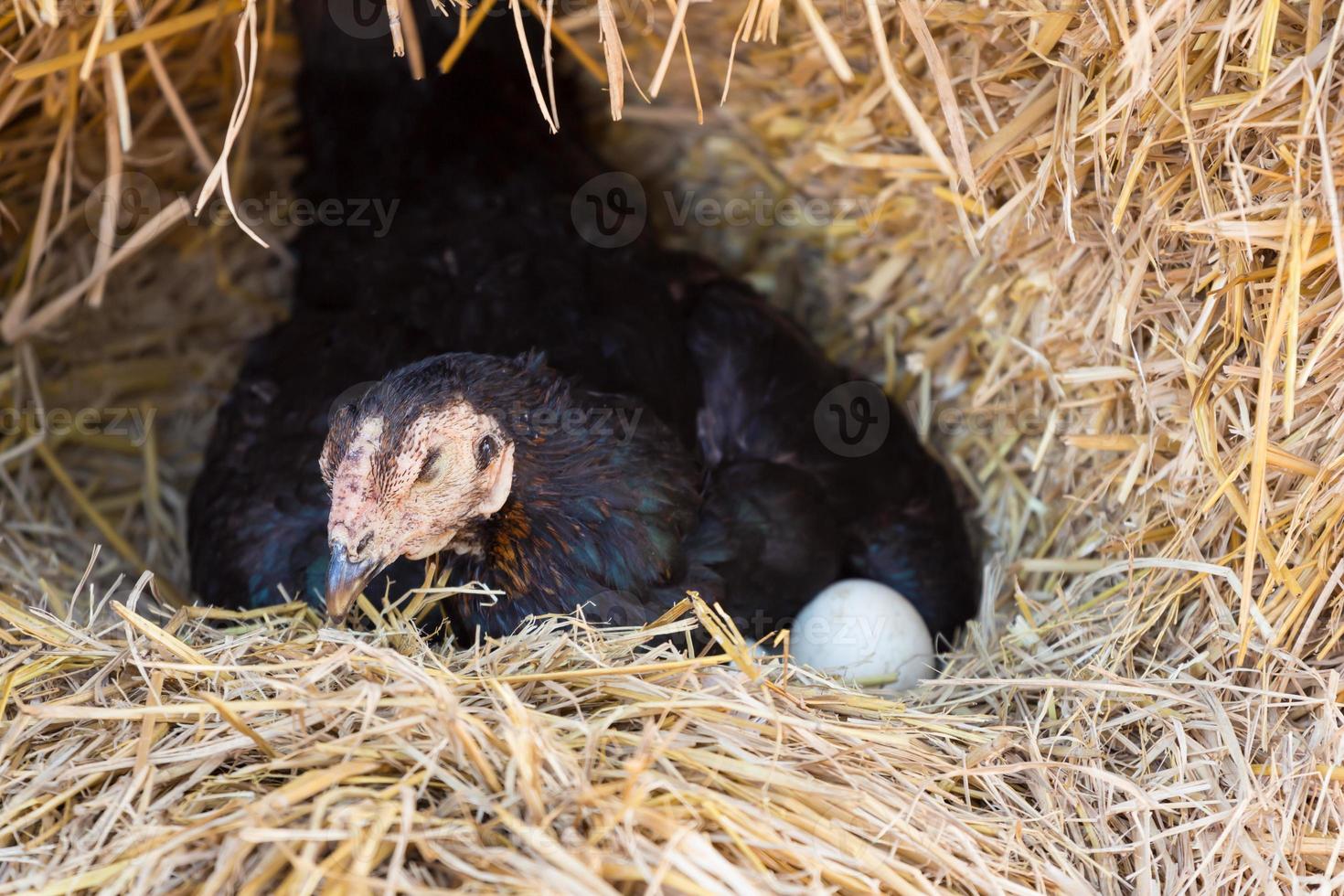 gallina poniendo huevos en su nido foto