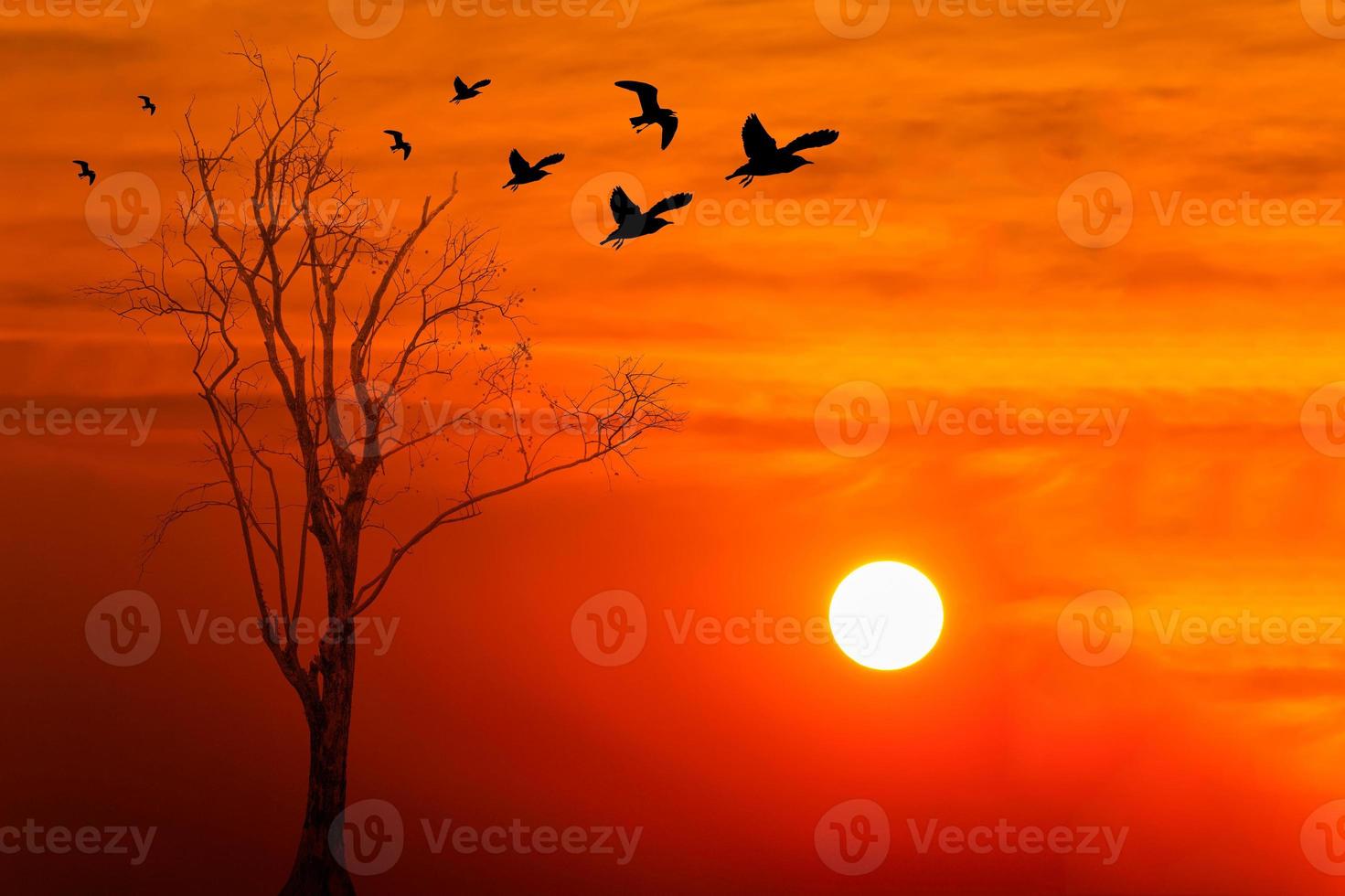 silhouette of birds with dead tree against sunrise background photo