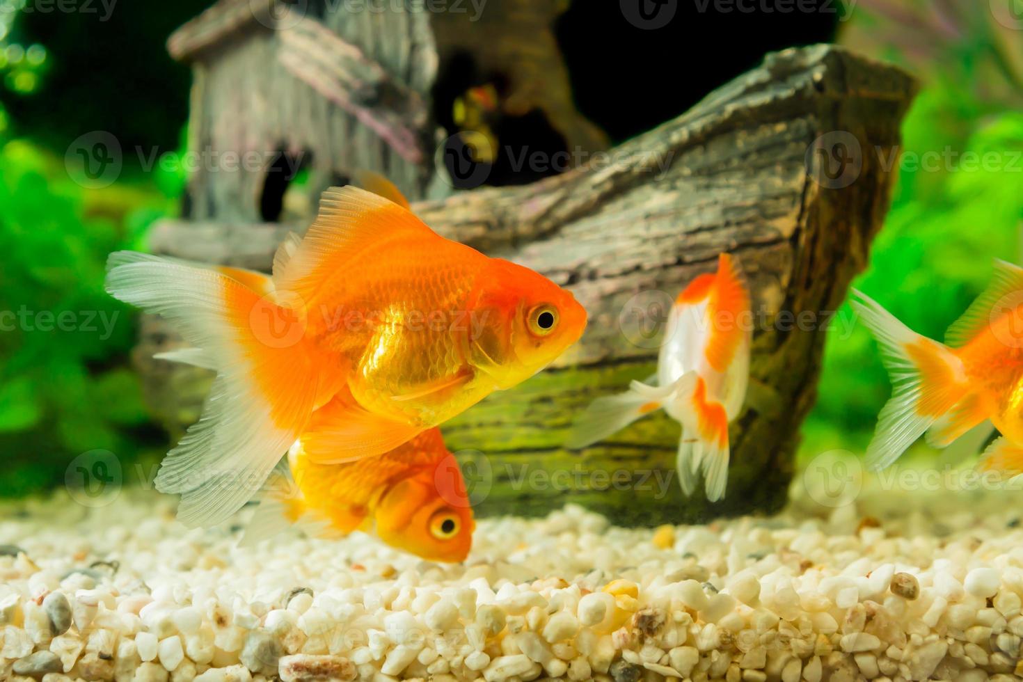 Goldfish in aquarium with green plants photo