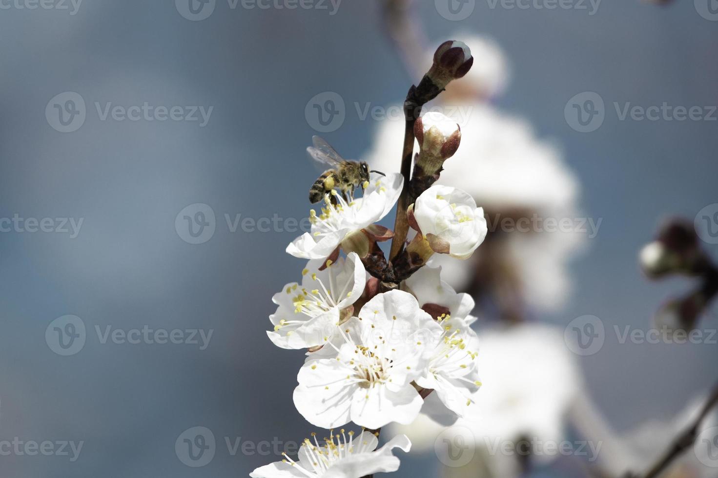 abeja en flor de albaricoque foto