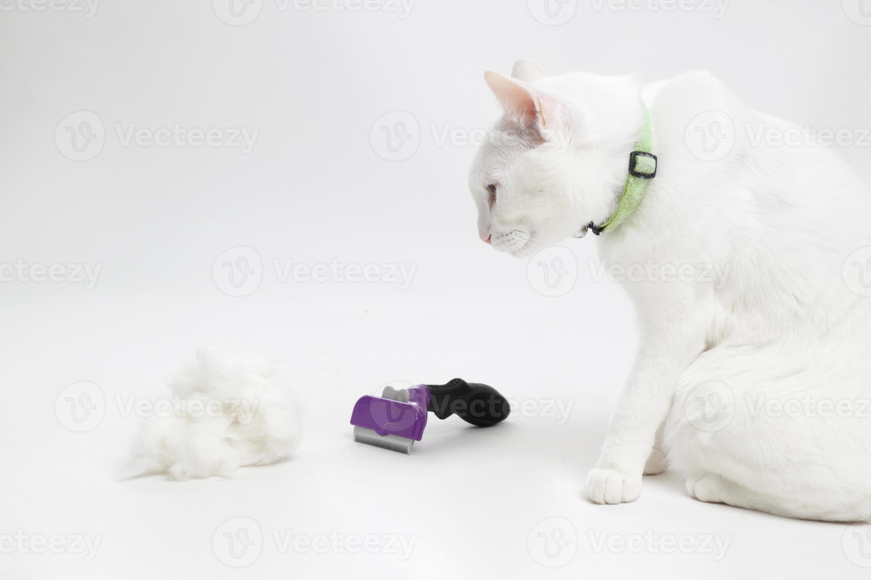 White Cat Fur 3192129 Stock Photo at Vecteezy