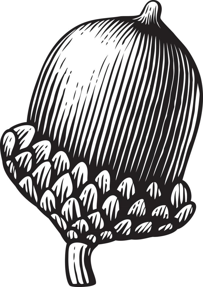 Acorn Vintage Engraved Vector Illustration