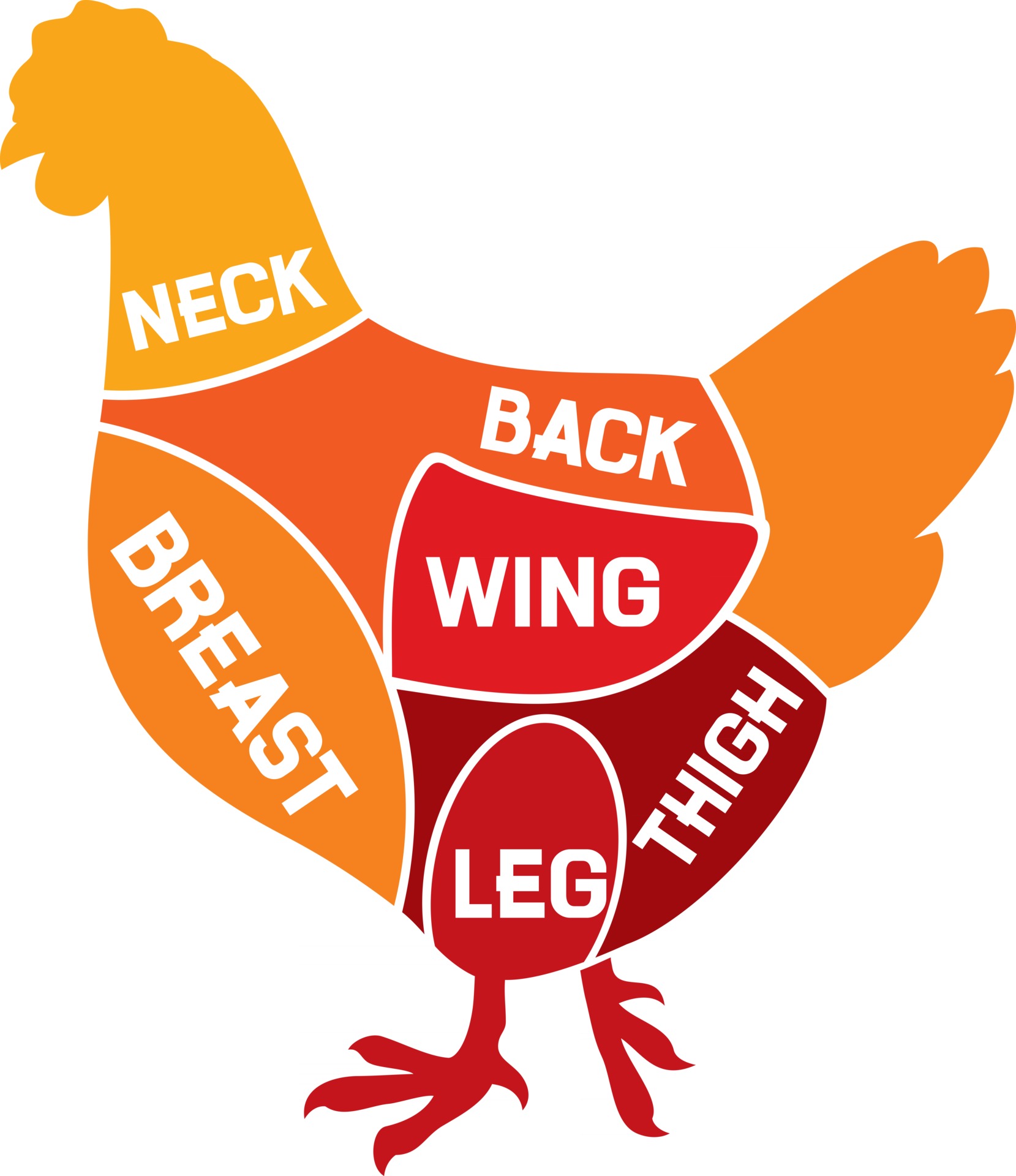 Chicken Cuts Diagram 3192839 Vector Art at Vecteezy