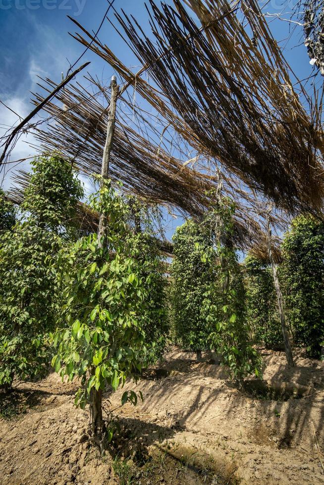 Organic pepper farm peppercorn trees cultivation view in Kampot Cambodia photo