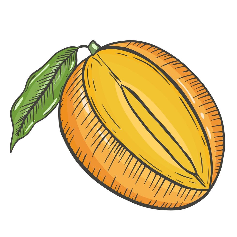 Mango is a single isolated exotic tropical fruit Vector