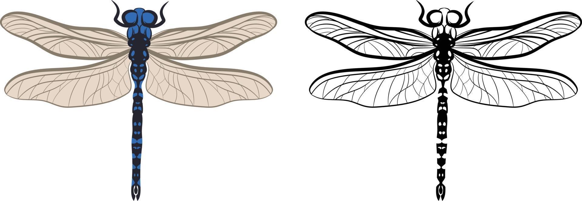 Dragonfly or Anisoptera Vector Illustration