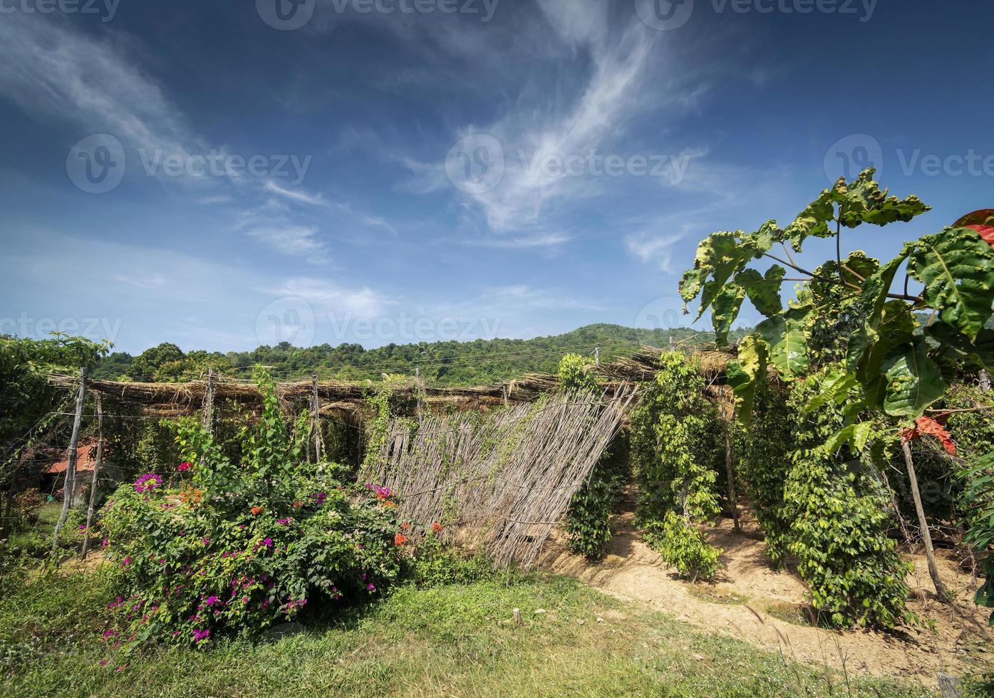 Peppercorn vines growing in organic pepper farm in Kampot province Cambodia photo