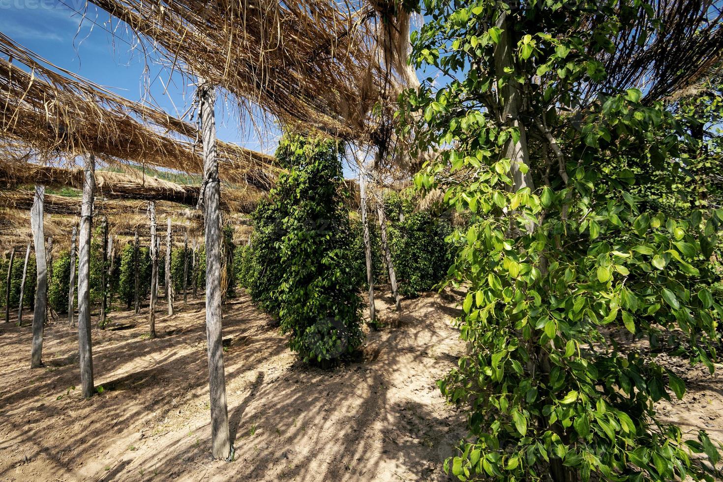 Vides de pimienta que crecen en la granja de pimientos orgánicos en la provincia de Kampot, Camboya foto