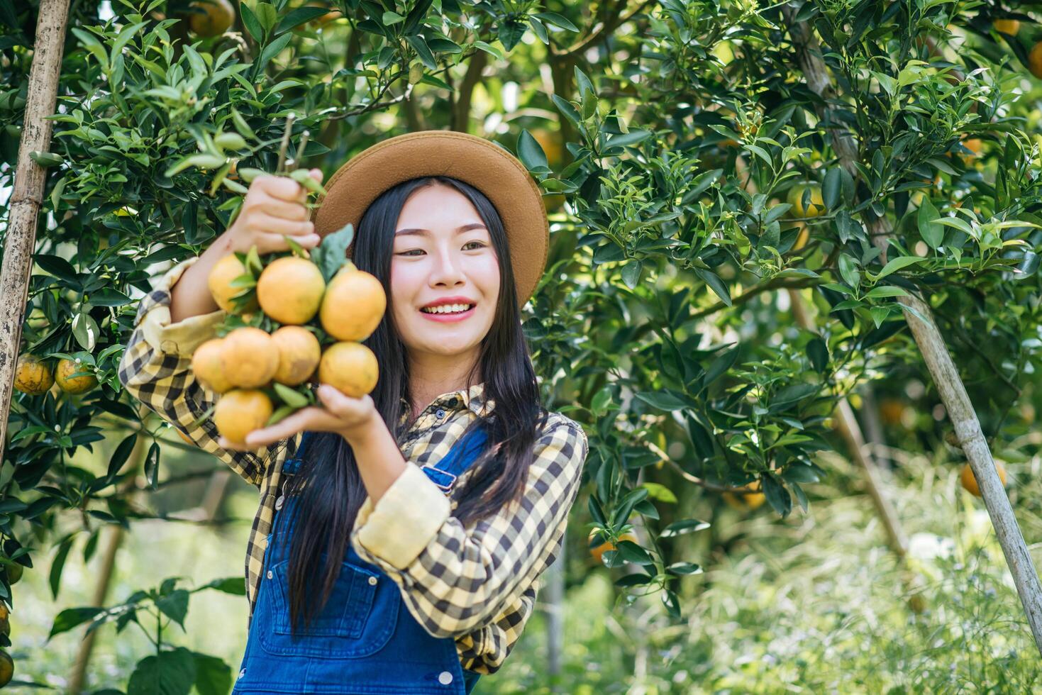 Woman harvesting an orange plantation photo