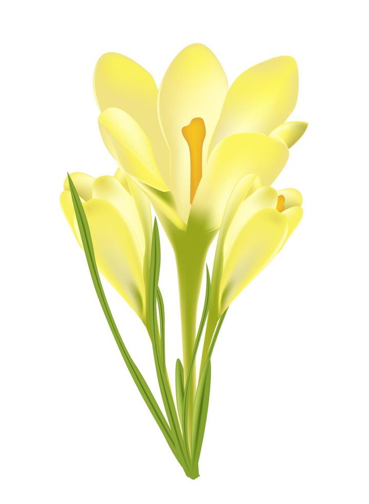 Vector illustration of crocus flower