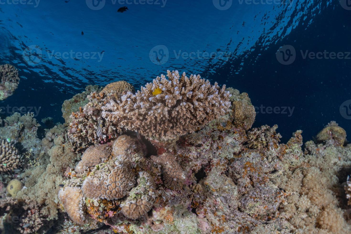 Arrecifes de coral y plantas acuáticas en el mar rojo, eilat israel foto