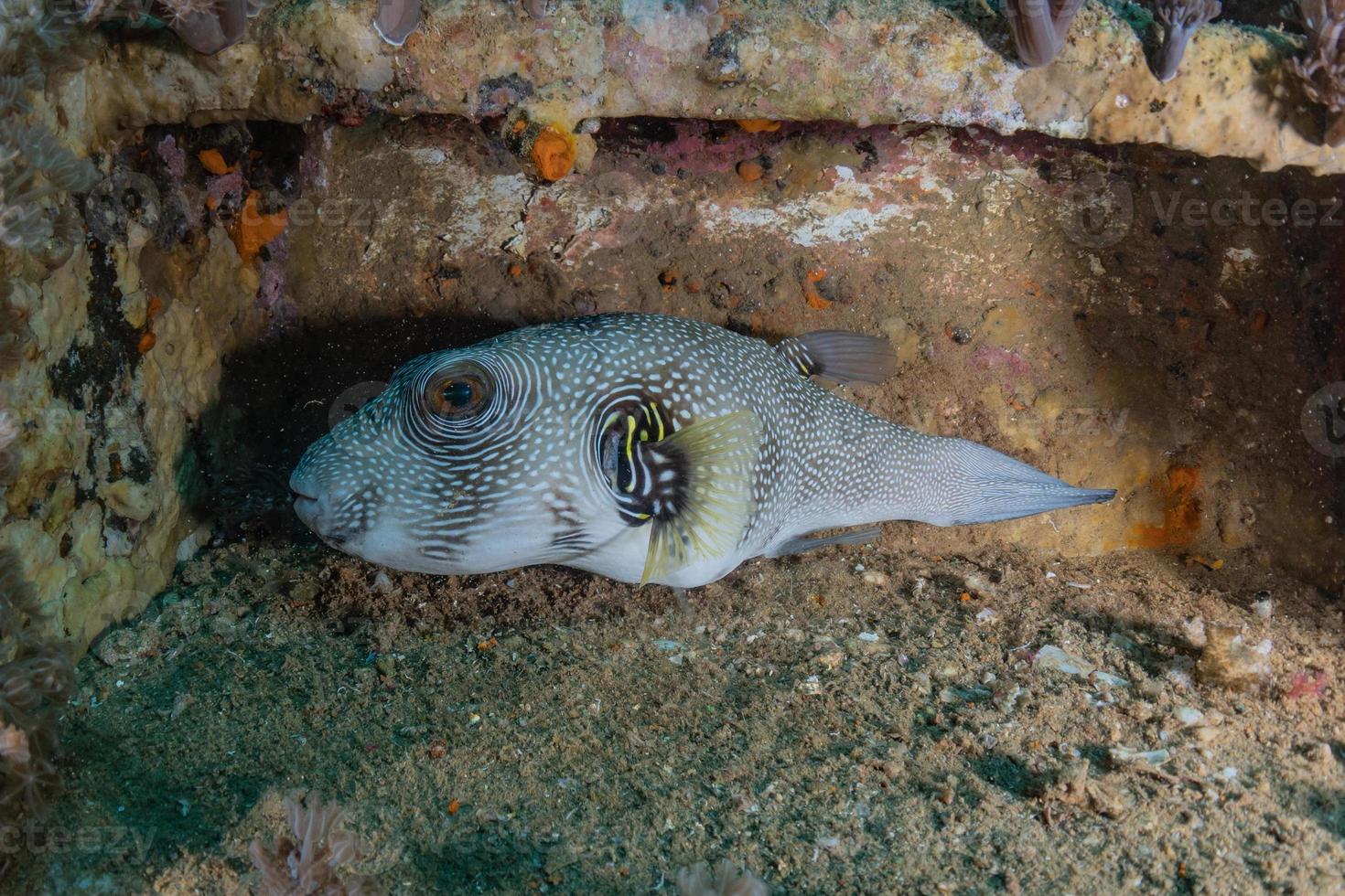 peces nadan en el mar rojo, peces de colores, eilat israel foto