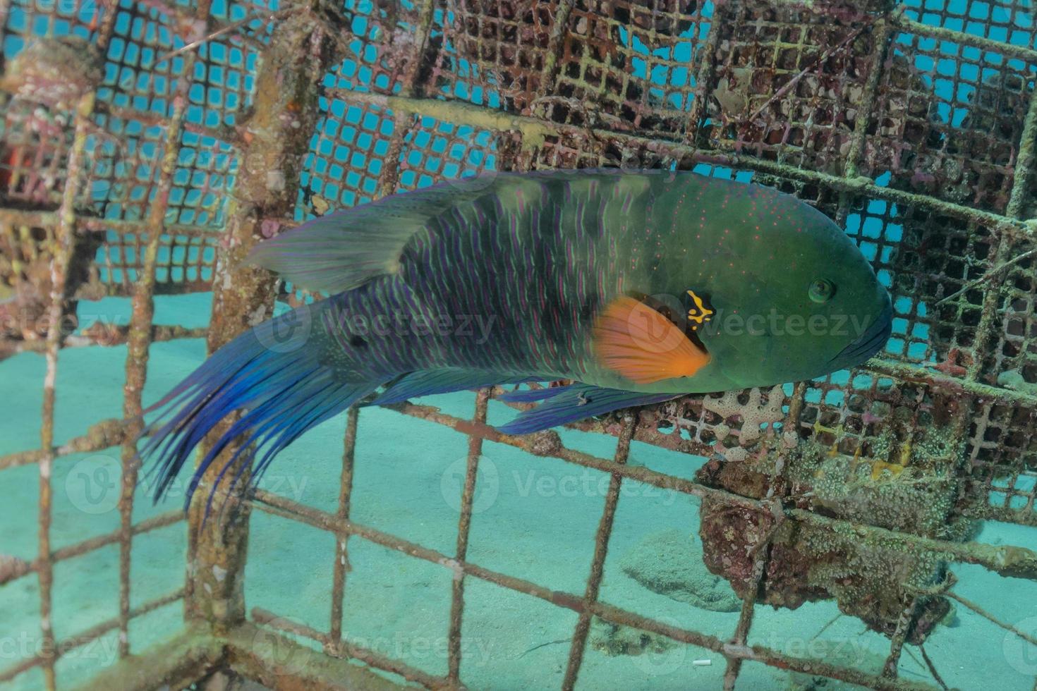 Fish swim in the Red Sea, colorful fish, Eilat Israel photo