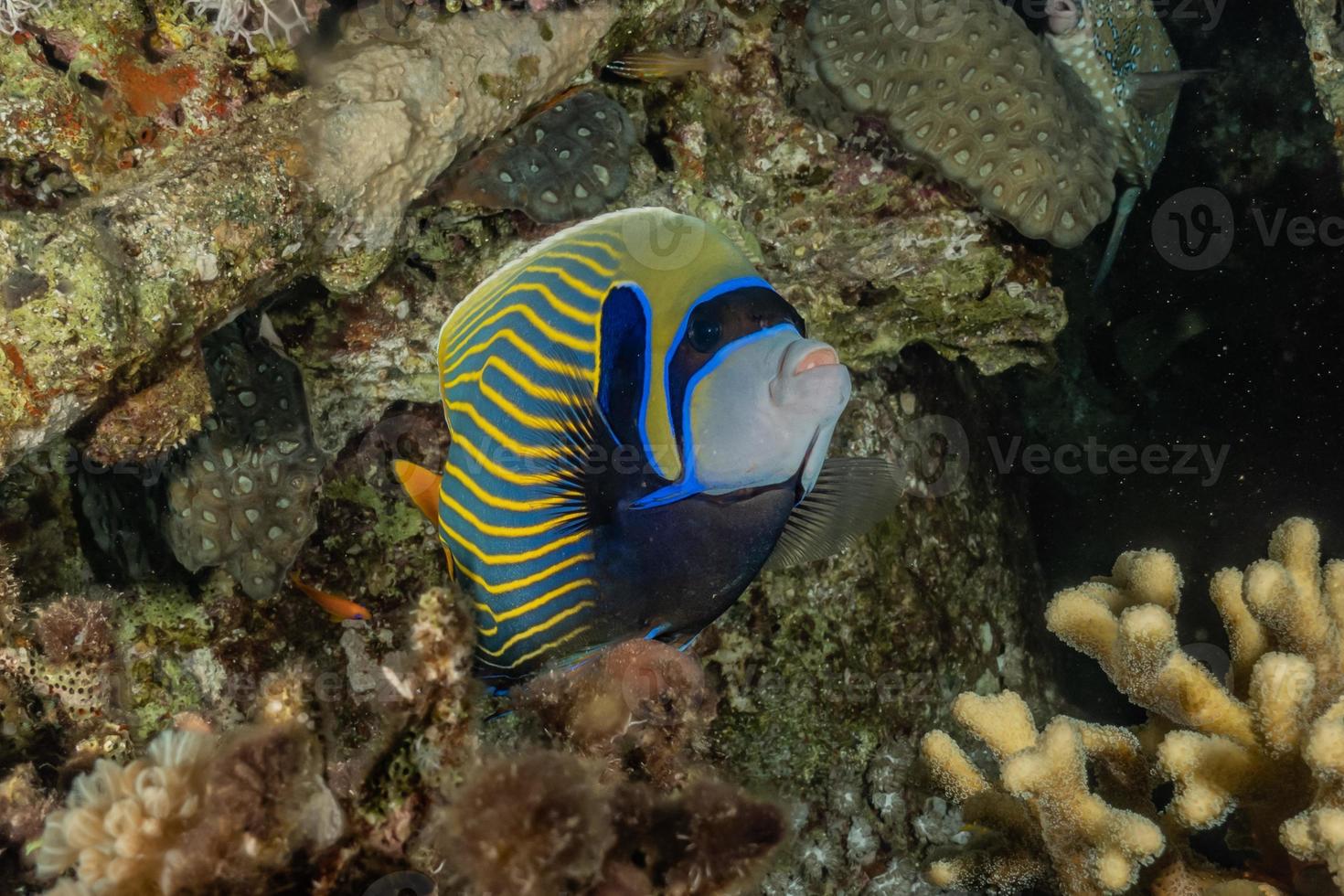 Fish swim in the Red Sea, colorful fish, Eilat Israel photo