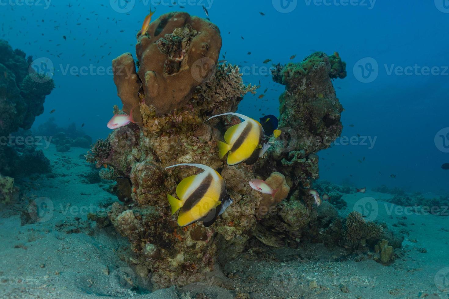 Fish swim in the Red Sea, colorful fish, Eilat Israel photo