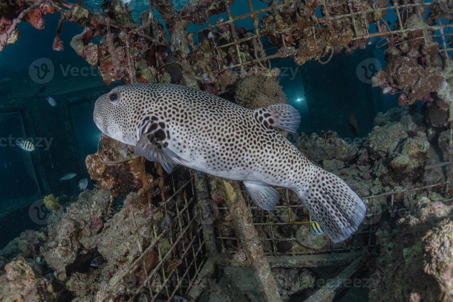 Fish swim in the Red Sea, colorful fish, Eilat Israel photo