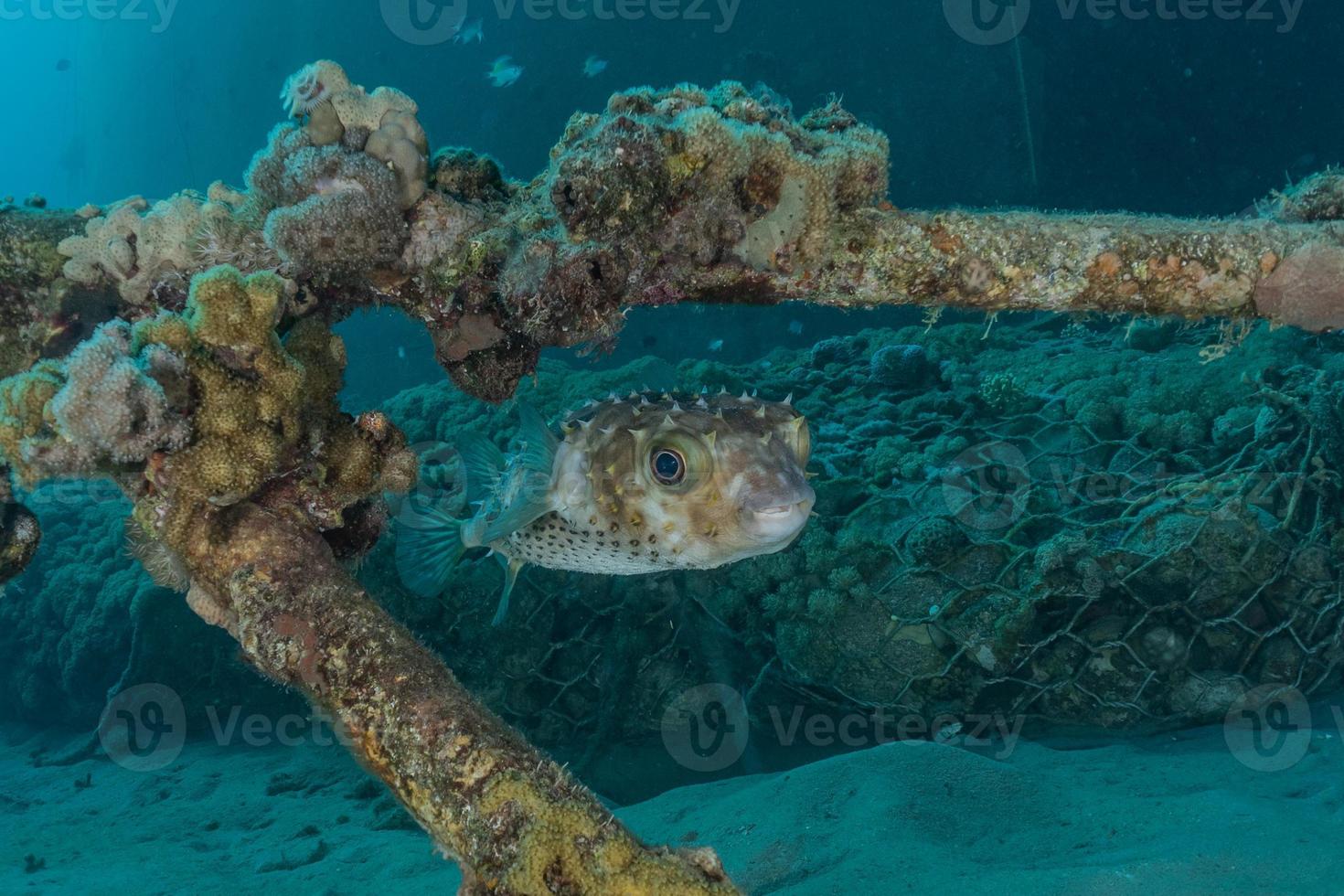 Fish swim in the Red Sea, colorful fish, Eilat Israel photo