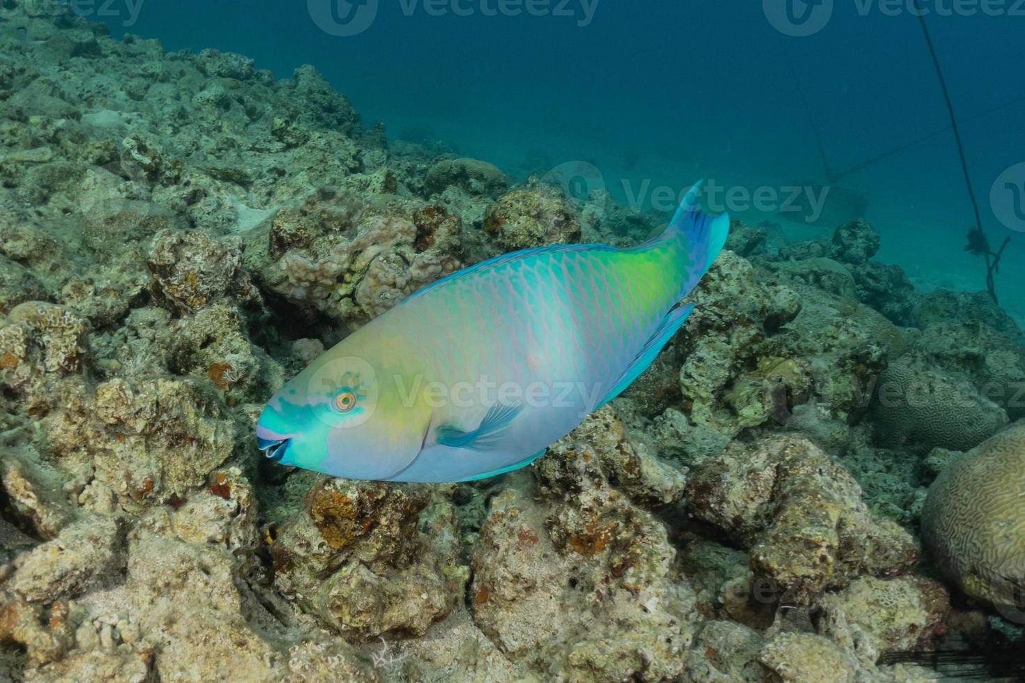 Fish swim in the Red Sea, colorful fish, Eilat Israel photo