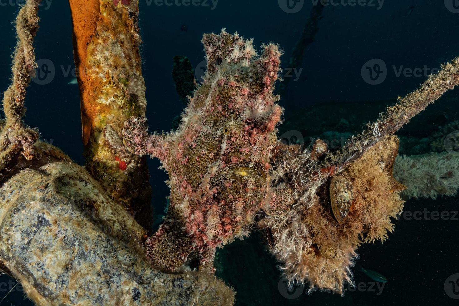 Fish swim in the Red Sea, colorful fish, Eilat Israel photo