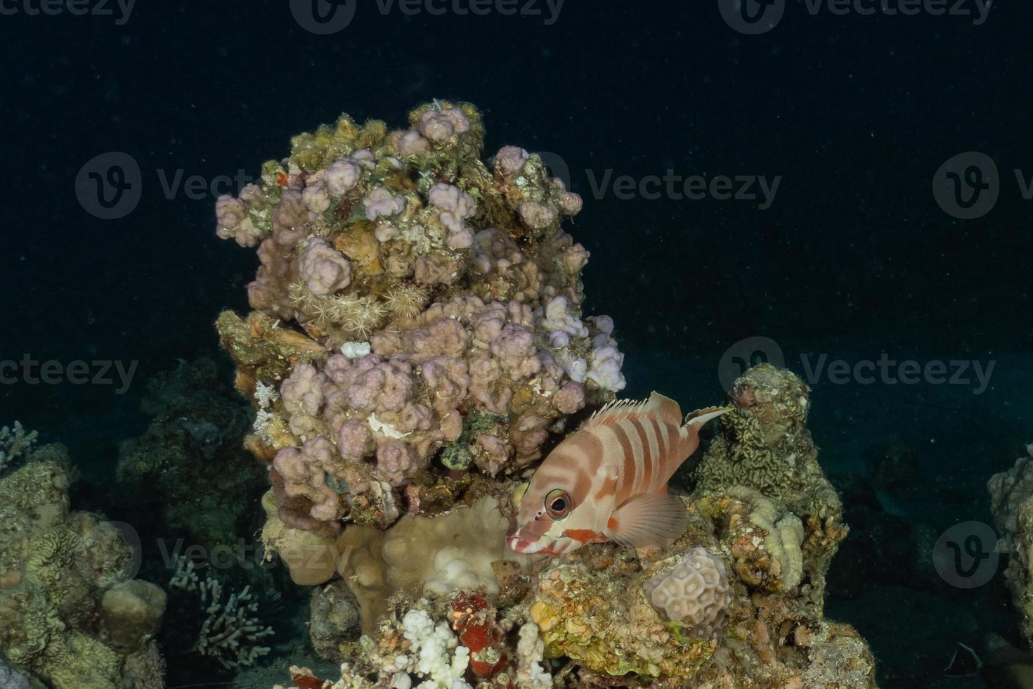 Fish swim in the Red Sea, colorful fish, Eilat Israel photo