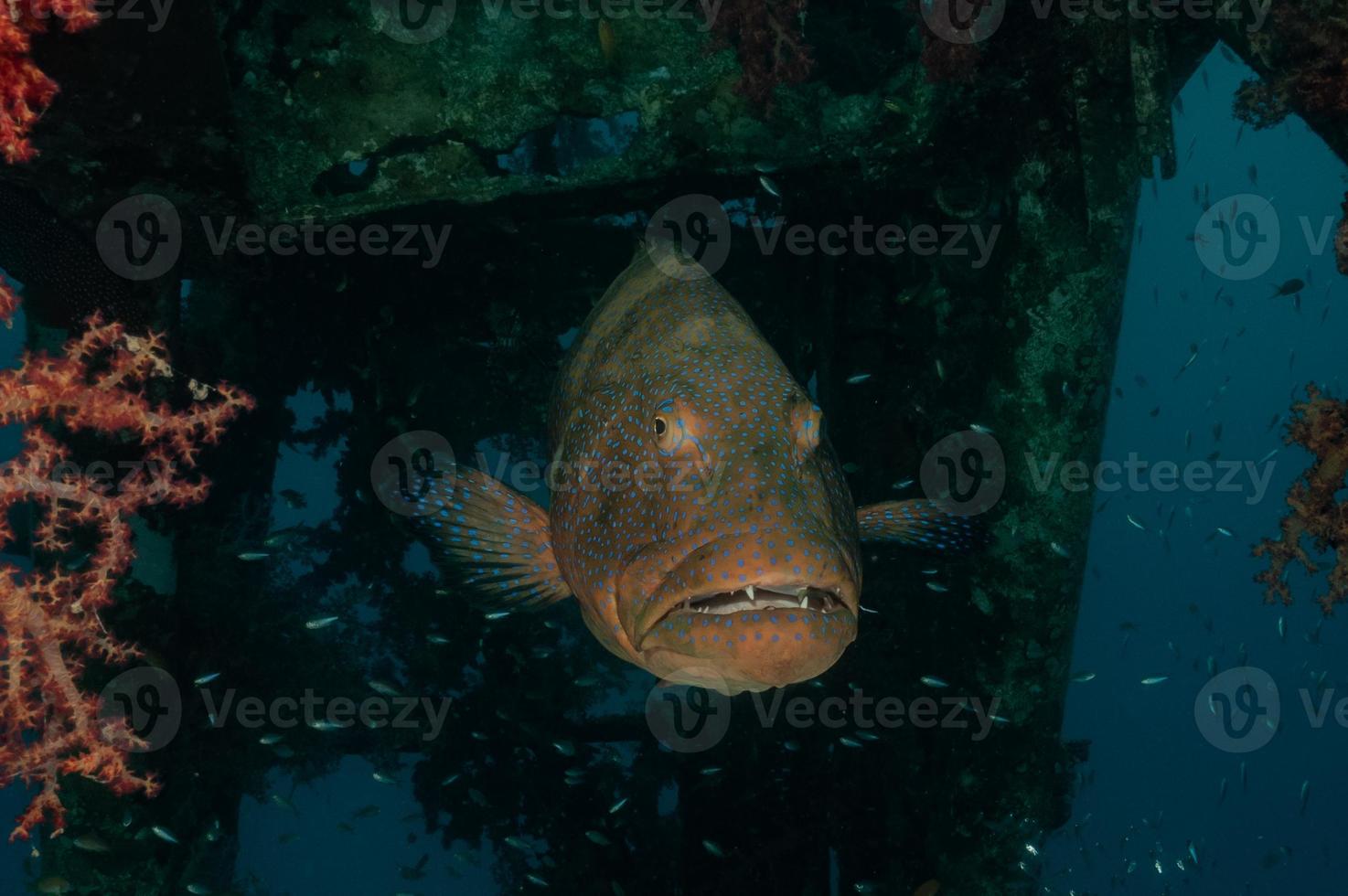 Fish swim in the Red Sea, colorful fish, Eilat Israel photo
