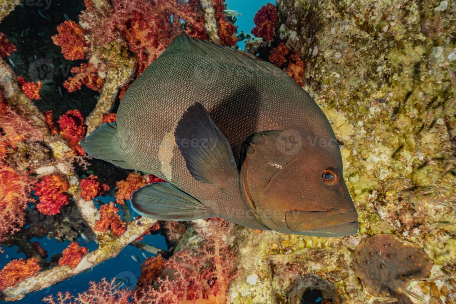 Fish swim in the Red Sea, colorful fish, Eilat Israel photo