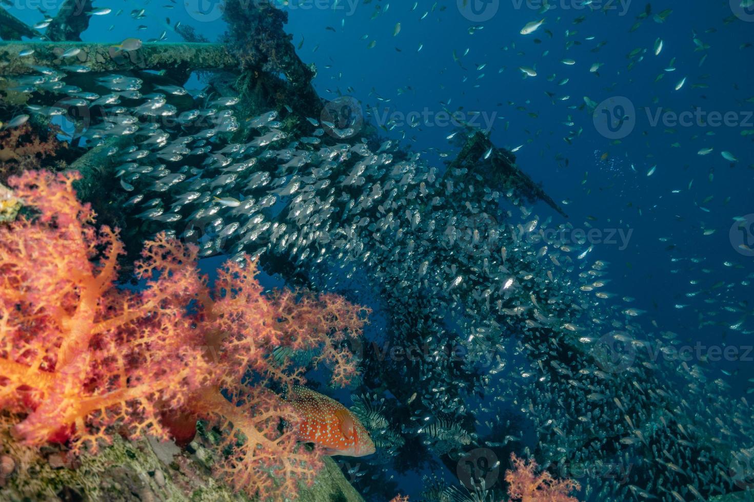 peces nadan en el mar rojo, peces de colores, eilat israel foto