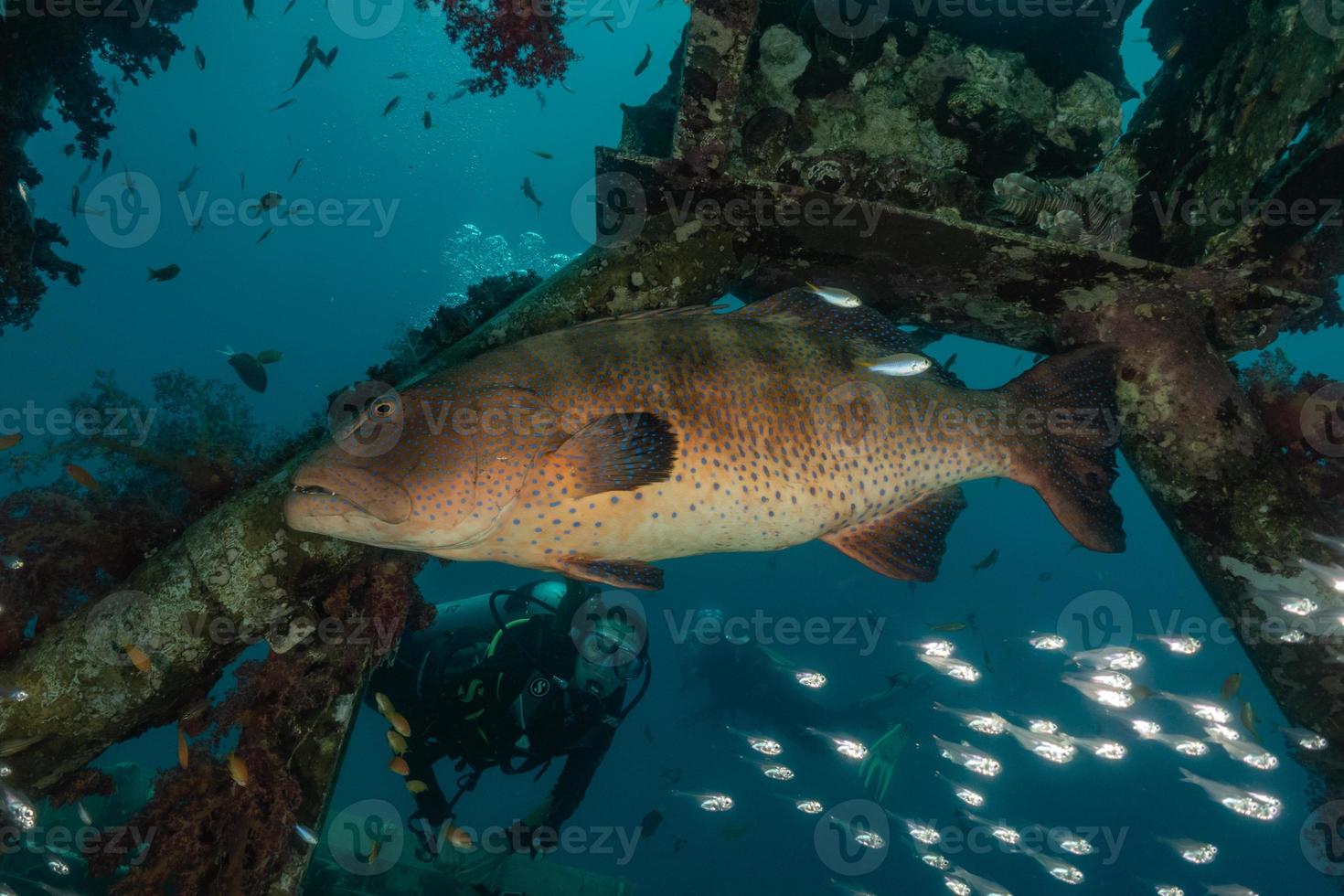 Fish swim in the Red Sea, colorful fish, Eilat Israel photo