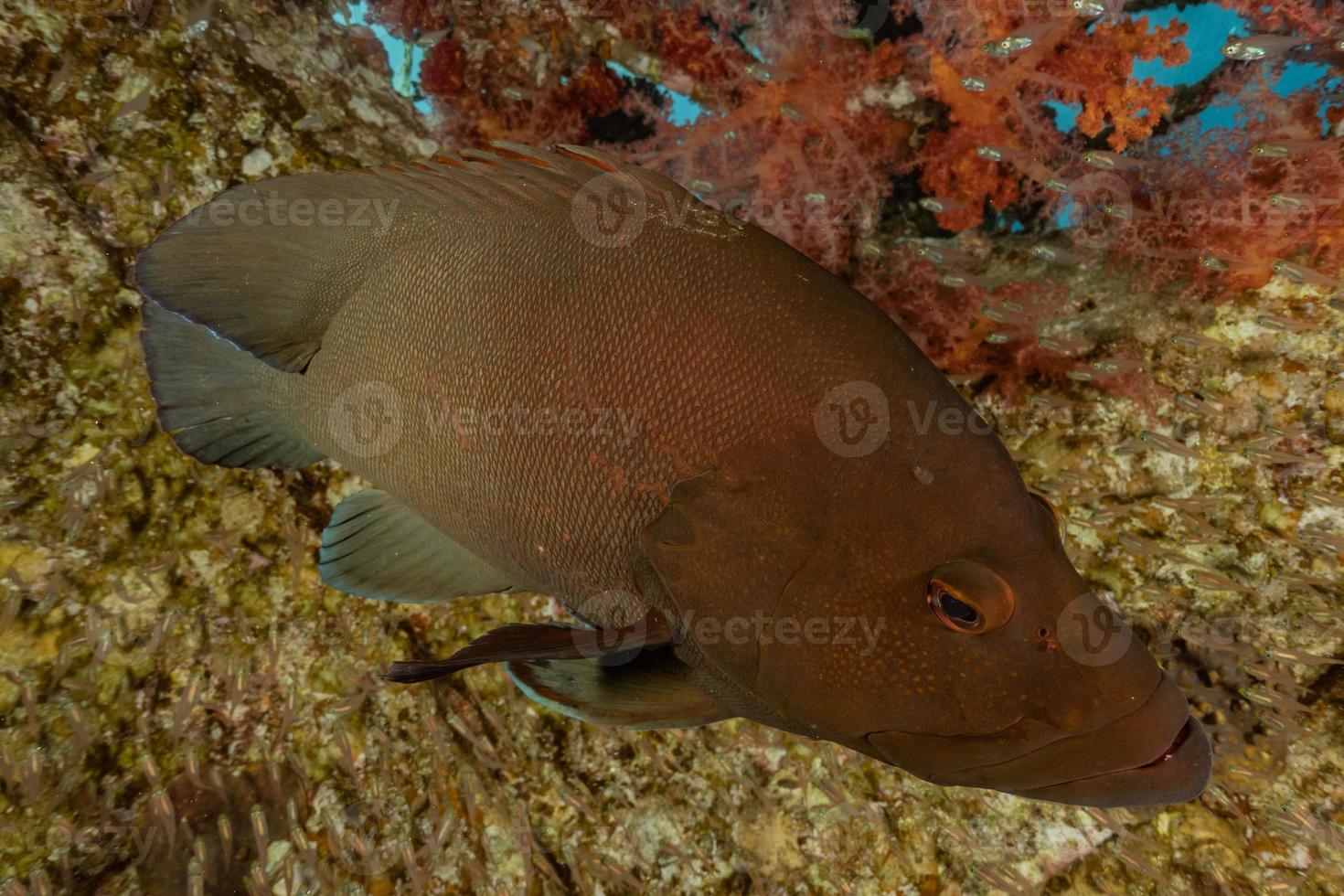 Fish swim in the Red Sea, colorful fish, Eilat Israel photo