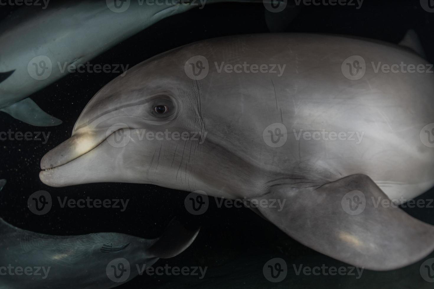 Dolphin swimming in the Red Sea, Eilat Israel photo