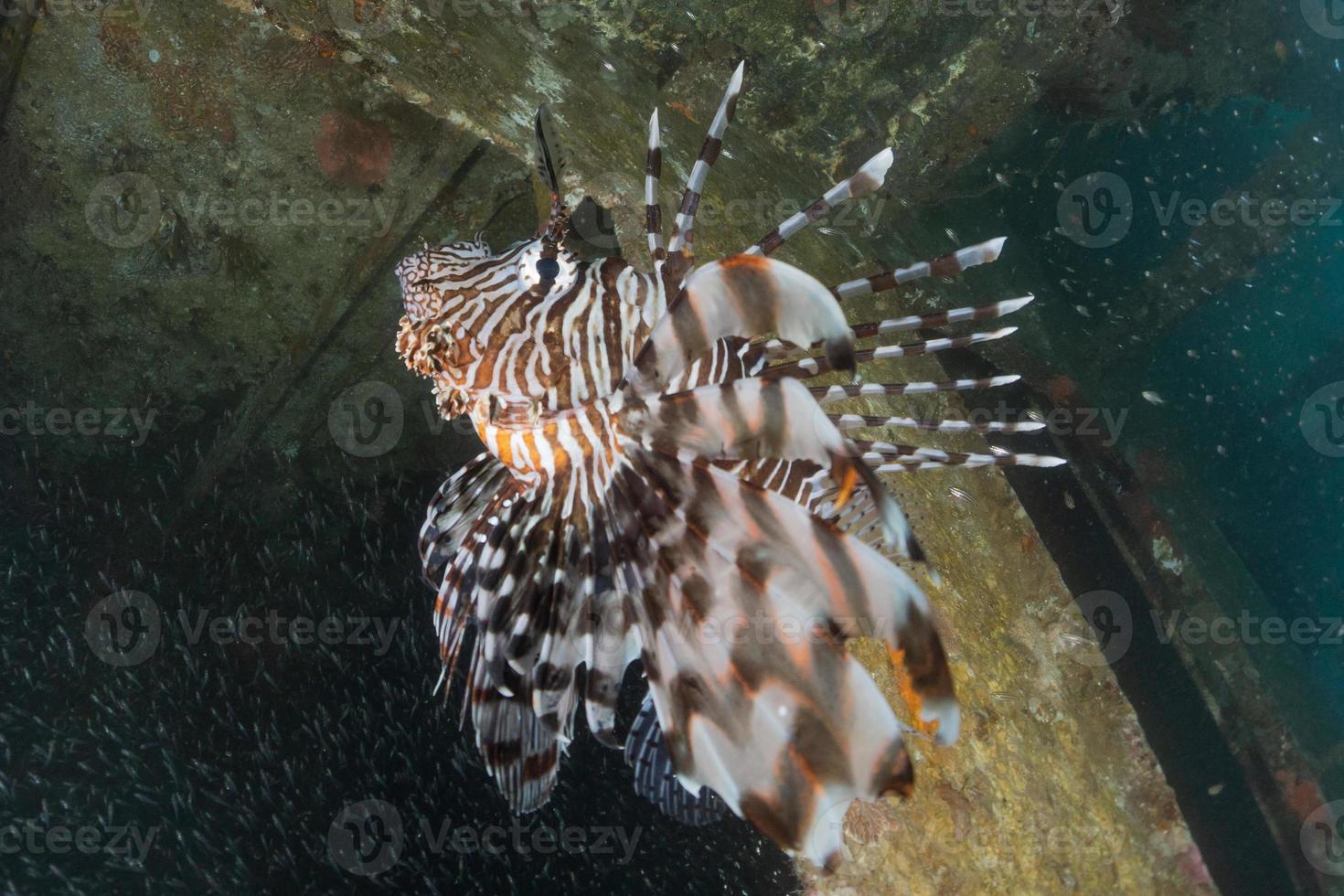 Lionfish in the Red Sea colorful fish, Eilat Israel photo