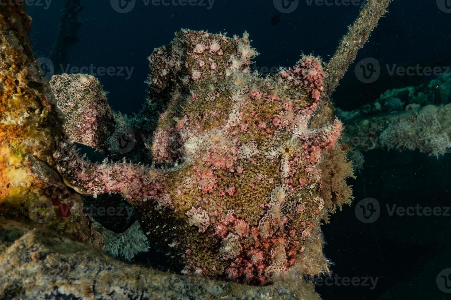 Fish swim in the Red Sea, colorful fish, Eilat Israel photo