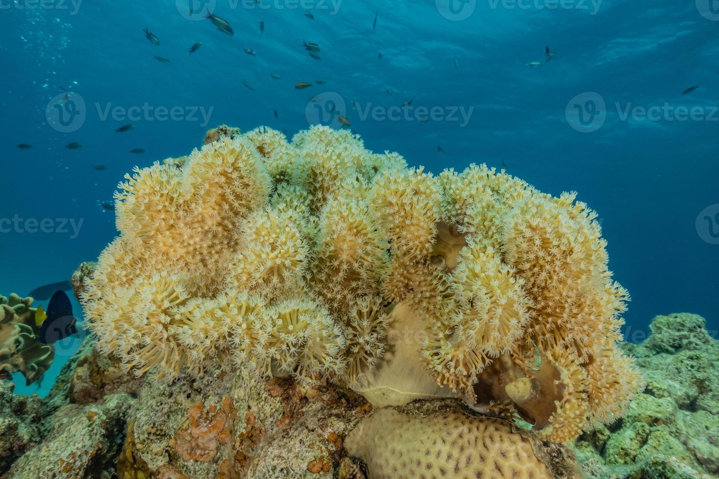 Arrecifes de coral y plantas acuáticas en el mar rojo, eilat israel foto