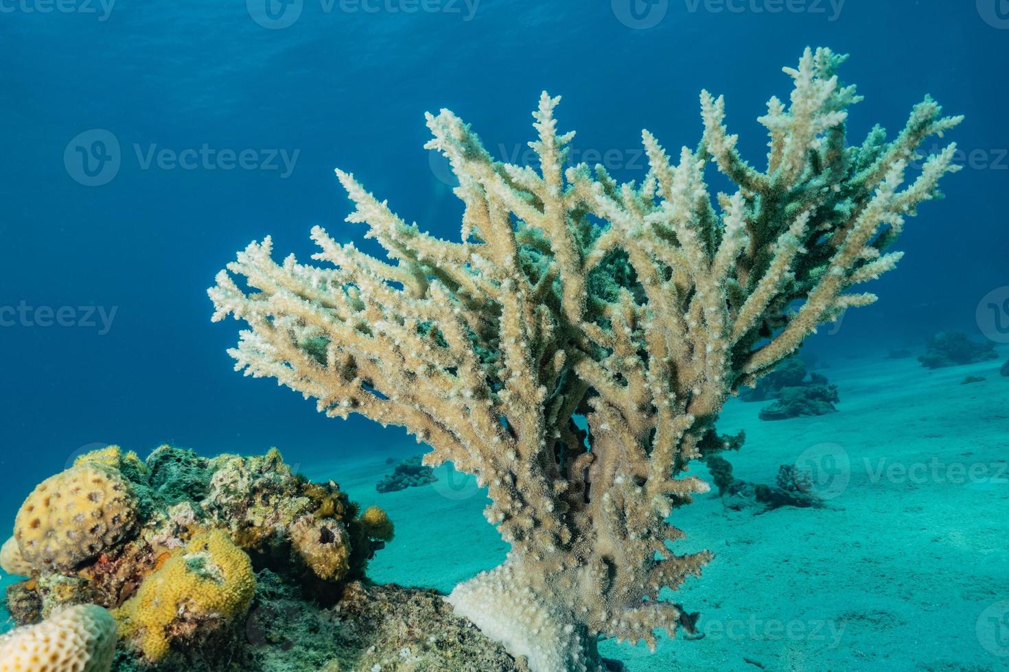 Coral reef and water plants in the Red Sea, Eilat Israel photo